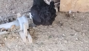 Квочка наша вывела цыплят 
