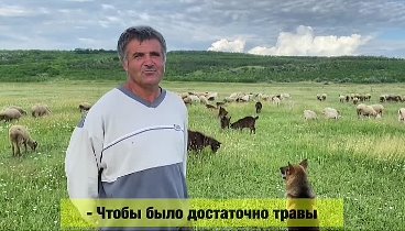 Мечта гагаузского пастуха || Gagauz Çobanın istedii