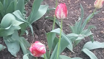 Поздние тюльпаны 