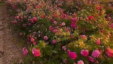 🌹 В Тургеневке зацвели плантации роз. Это очень красиво.