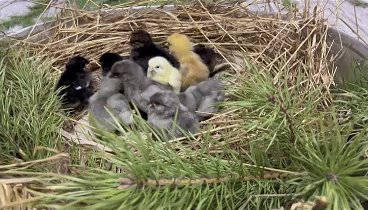 С праздником светлой Пасхи 🐥