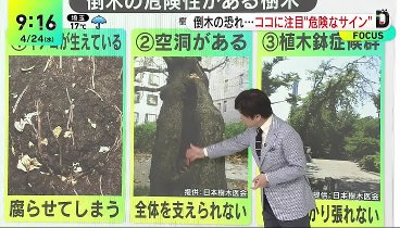 DayDay 240424 動画 通行人が下敷きに…どんな木が危険 | 2024年4月24日