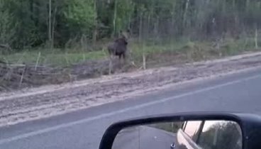 Молодой лосенок на обочине дороги Нерехта-Григорцево