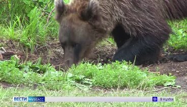 В Кузбассе увеличилось количество медведей