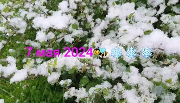 🐝 в ❄❄❄ мае!!! ну и погодка!🤔