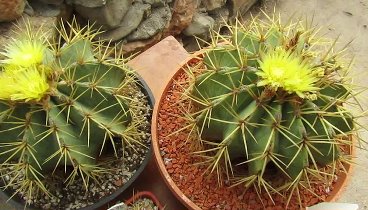 Ferocactus glaucescens