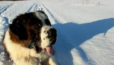 Танец зимы - наша собака ЛЕО