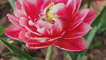 Пионовидные тюльпаны 🌷 🌷 🌷 Самара