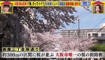 家、ついて行ってイイですか？ 240519 動画 満開の桜と共に生きる夫婦 | 2024年5月19日