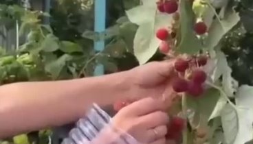 Как быстро собрать ягоды