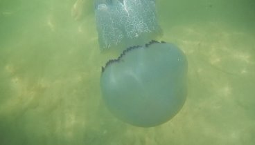 Медуза заблудилась