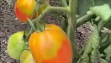 Лечим «желтую корону» на томатах