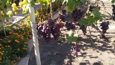 У Серёги на винограднике.