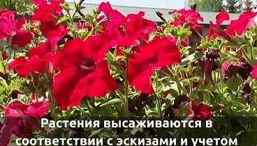 Цветы жку (online-video-cutter.com)
