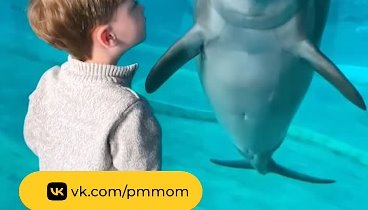 Мальчик и дельфин играют