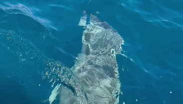 Крымские дельфины 
