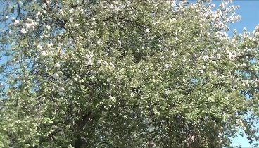 Яблони цветут.......(27.05.2024г)