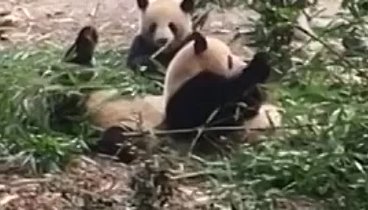 Панда-парк, Ченгду, КНР