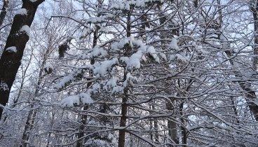 ЦПКО им Кирова - Елагин остров. Прогулка 23.01.19.