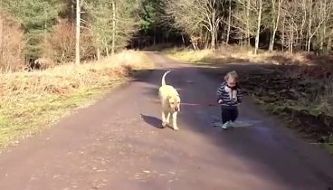 Ребенок выгуливал собаку, и вдруг. лужа!