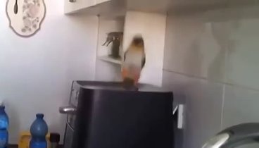 Крутой татарский попугай. Отжигает парень