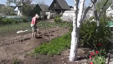 Как правильно высаживать рассаду в открытый грунт