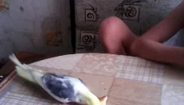 завтрак попугая