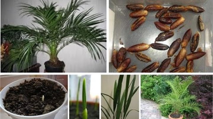 Как вырастить финиковую пальму из косточки