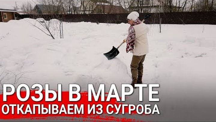 Розы в марте, откапываем из сугроба