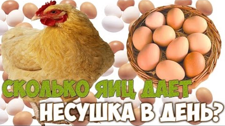 Несушки сколько яиц в день. Сколько яиц несет курица в день. Кур, которые несут яйца каждый день.. Сколько яиц несет курица Несушка.