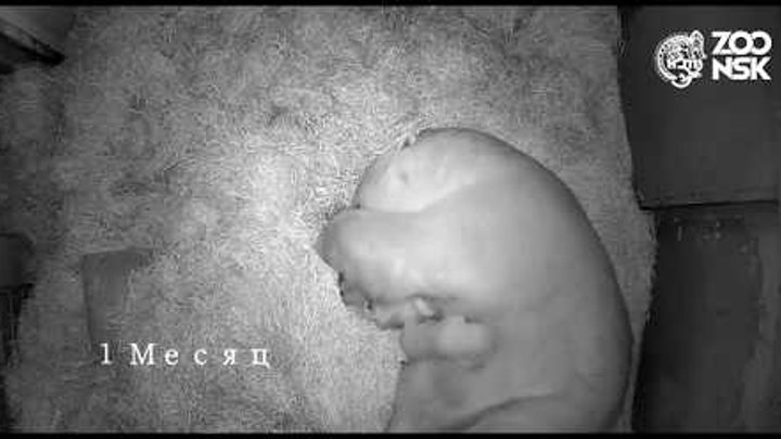 Медведица Герда родила двух медвежат в Новосибирском зоопарке имени  ...