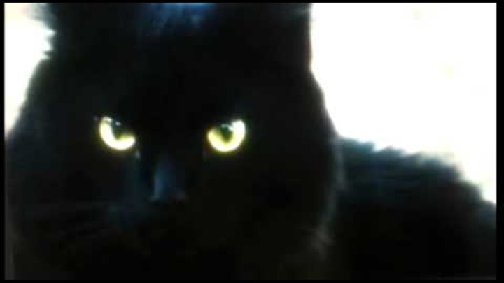 Если черный перейдет песня. Черный кот на дороге. Чёрный кот Новодвинск. Чёрный кот Верховажье.