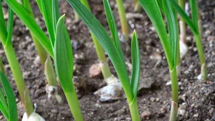 Посев и выращивание чеснока - Проверенный временем способ