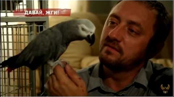 Попугай Григорий - 7 сезон, 5 серия