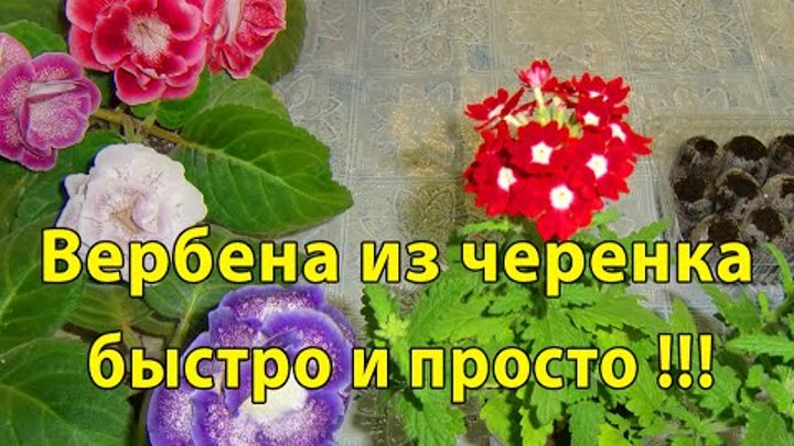 Черенкование вербены. Вербена черенкуют. Вербена черенкуется. Укорененные черенки Вербена.