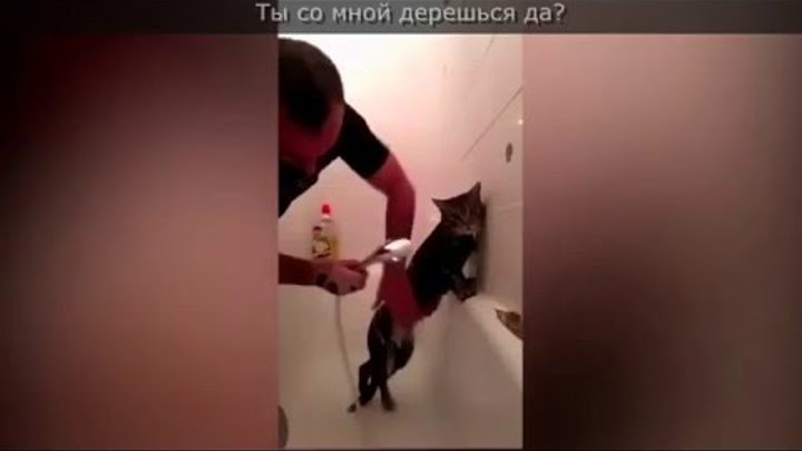 Чеченец со стойким котом покорили кавказский интернет