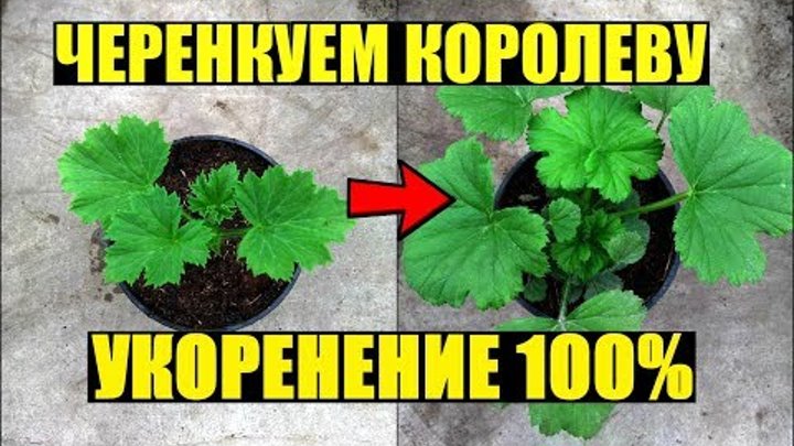 Размножение королевской пеларгонии черенками