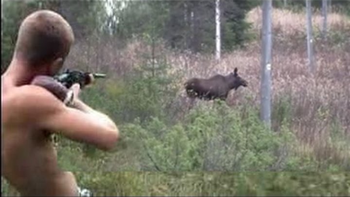 Стреляют лося