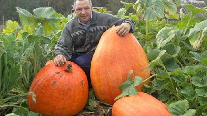 Сколько растет тыква. Тыква на грядке. Большая тыква на огороде. Тыква растет. Большая тыква на грядке.