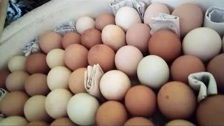 Заложили куриные яица в инкубатор. Порода Амераукана, Маран, Брама.