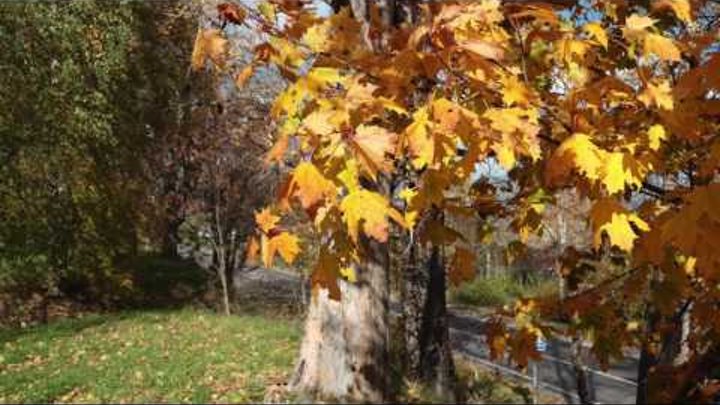Красивая осень и душевная песня" Над рекой калина спелая... &qu ...