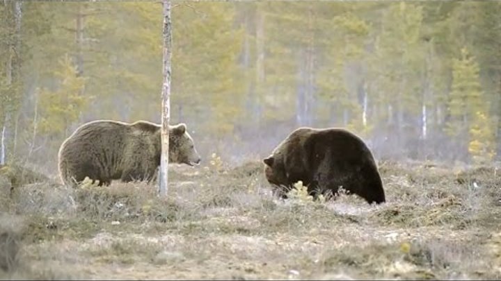 Лось и 2 медведя