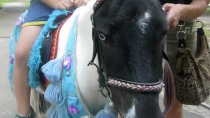 ШОК!!!Лошадь с разноцветными глазами.SHOCK!!!Horse colored eyes.