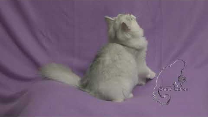 Породистые котята питомник  - Дарсик