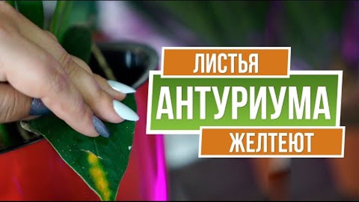 Желтеют Листья Антуриума ✔️ Чем Болеет Антуриум ✔️ Советы от  garden zoo