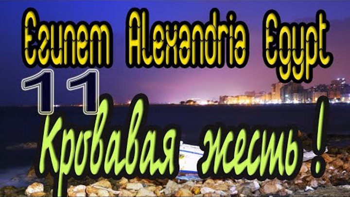 11 Египет Александрия  Кровавая жесть! Alexandria Egypt