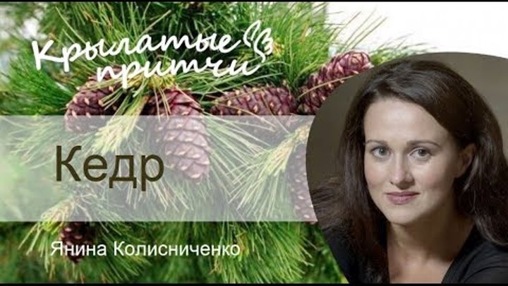 Кедр - Крылатые притчи Леонардо да Винчи - Янина Колесниченко