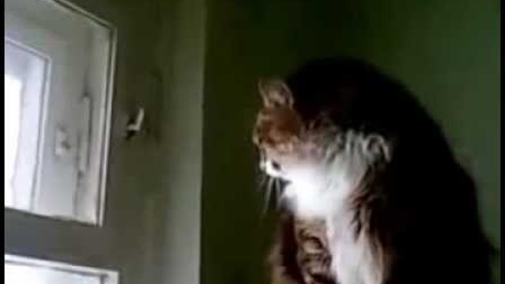 Кот говорит откройте видео. Кот откроткрой форточку. Кошка открывает форточку. Гифка открыть форточку. Кот домушник.