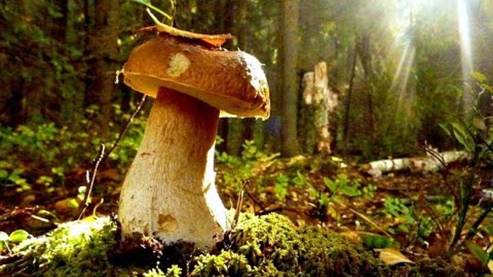 Волшебные грибы в волшебном лесу. Мезмай. Грибы в июле.