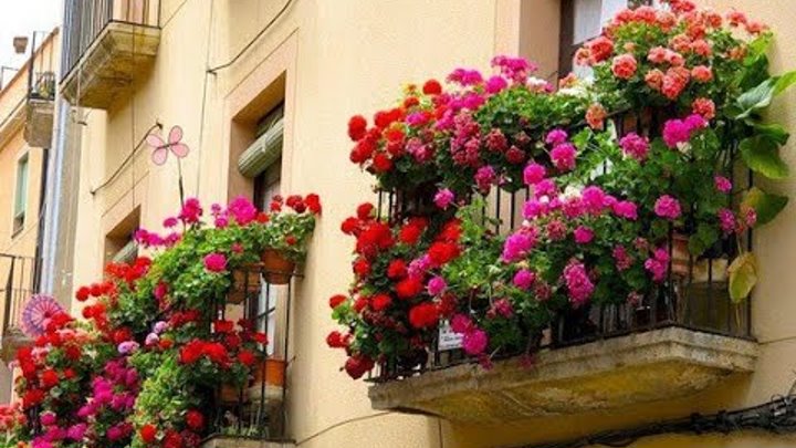 Цветущий балкон более 100 идей | Цветы на балконе